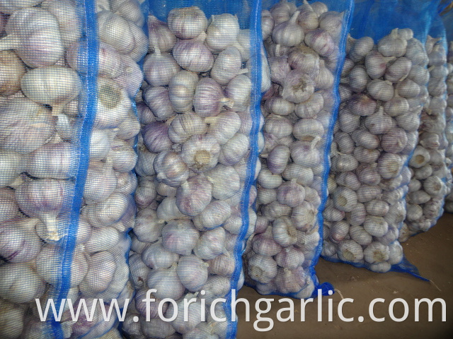 Normal White Garlic Best Quality